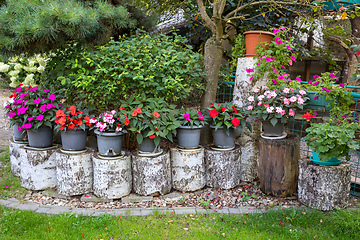 Image showing Red New Guinea impatiens flowers in pots