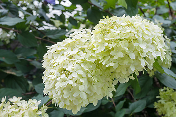 Image showing Hydrangea arborescens, flowering tree in garden