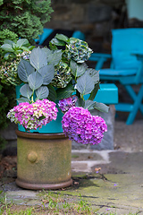 Image showing pink flower Hydrangea macrophylla in pot