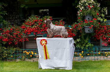 Image showing portrait of sitting english cocker spaniel