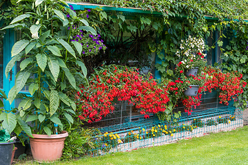 Image showing Vivid Red Flowers of Begonia boliviensis