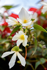 Image showing white Flowers of Begonia boliviensis