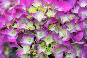 Image showing pink flower Hydrangea macrophylla in pot