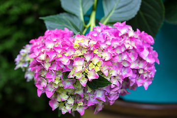 Image showing pink flower Hydrangea macrophylla in pot