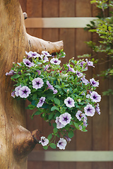 Image showing Petunia Surfinia hanged in pot