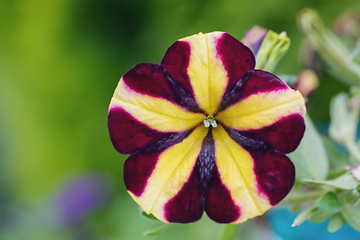 Image showing stripped flower Petunia violacea