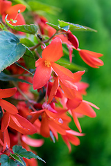 Image showing Vivid Red Flowers of Begonia boliviensis