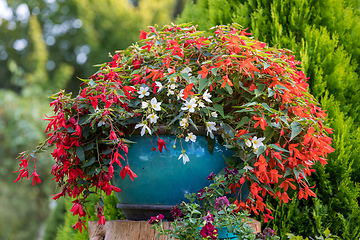 Image showing Vivid Red Flowers of Begonia boliviensis