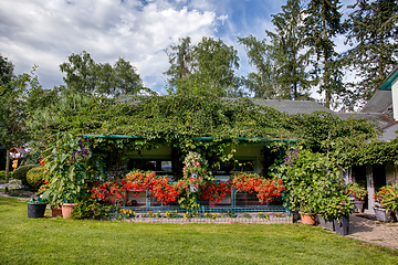 Image showing pergola with flowers in summer garden