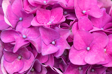 Image showing pink flower Hydrangea macrophylla in pot