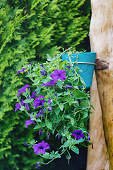 Image showing Petunia Surfinia hanged in pot