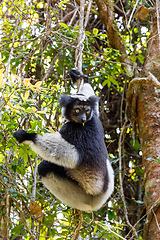 Image showing Black and white Lemur Indri on tree