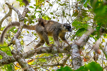 Image showing Common brown lemur with baby on back