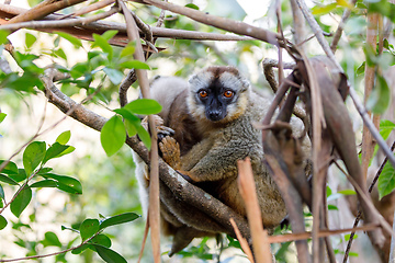 Image showing Common brown lemur in top of tree