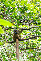 Image showing female of white-headed lemur Madagascar wildlife