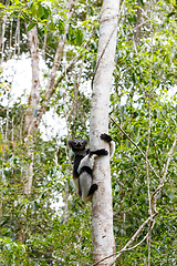 Image showing Black and white Lemur Indri on tree