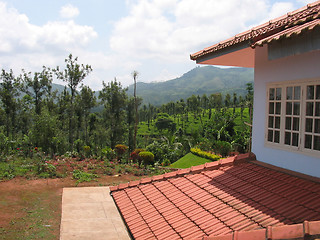 Image showing Beautiful Tea Estate