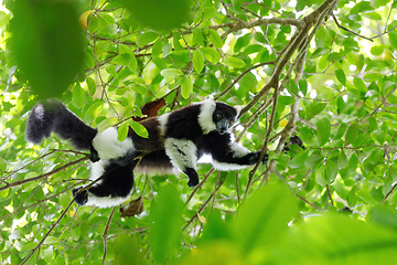 Image showing Black-and-white ruffed lemur, Madagascar wildlife