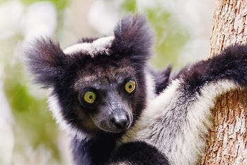 Image showing Black and white Lemur Indri on tree