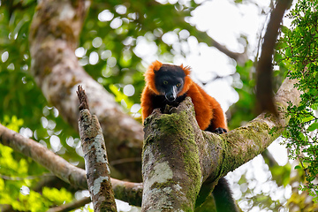 Image showing Red ruffed lemur, Varecia rubra, Madagascar wildlife