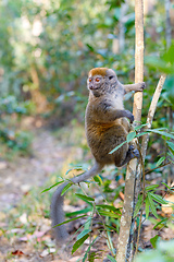 Image showing Eastern lesser bamboo lemur (Hapalemur griseus)