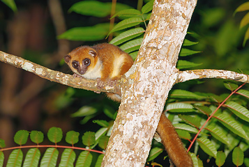 Image showing The brown mouse lemur, Madagascar wildlife