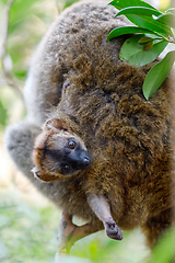 Image showing Common brown lemur with baby on back