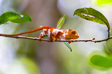 Image showing Parson\'s chameleon, Madagascar Wildlife