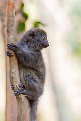 Image showing Eastern lesser bamboo lemur (Hapalemur griseus)