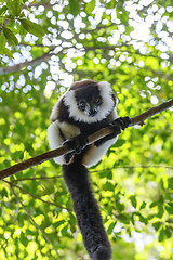 Image showing Black-and-white ruffed lemur, Madagascar wildlife