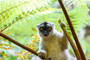 Image showing Common brown lemur in top of tree