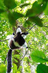 Image showing Black-and-white ruffed lemur, Madagascar wildlife