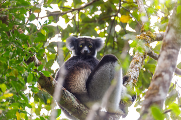 Image showing Black and white Lemur Indri on tree