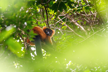 Image showing Red ruffed lemur, Varecia rubra, Madagascar wildlife