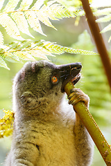 Image showing Common brown lemur in top of tree