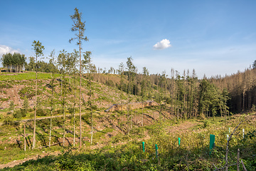 Image showing Piled logs of harvested wood in forest