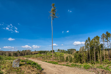 Image showing Piled logs of harvested wood in forest