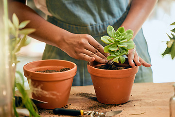 Image showing Gardening, plant and woman hands in soil for sustainability, eco environment and garden or greenhouse. Person with succulent plants with leaves to grow, plant and care for during development process