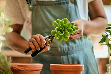 Image showing Woman hands, gardening and green plant for sustainability, eco environment and garden or greenhouse. Person with succulent plants with leaves grow, plant and care for during development process