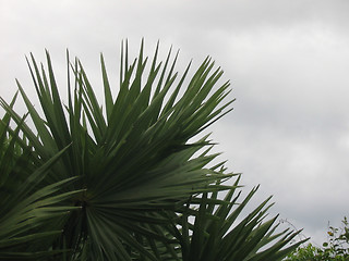 Image showing Coconut leaves