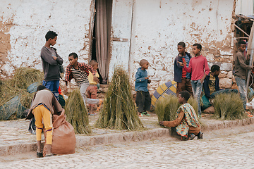 Image showing Ethiopian teenagers selling stacks Grass, Aksum Ethiopia