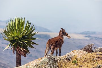 Image showing rare Walia ibex in Simien Mountains Ethiopia