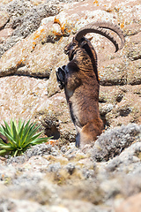 Image showing rare Walia ibex in Simien Mountains Ethiopia