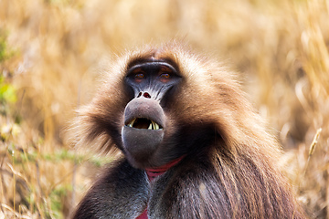 Image showing endemic monkey Gelada in Simien mountain, Ethiopia