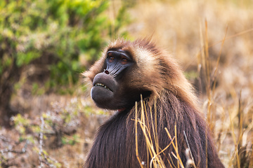 Image showing endemic monkey Gelada in Simien mountain, Ethiopia