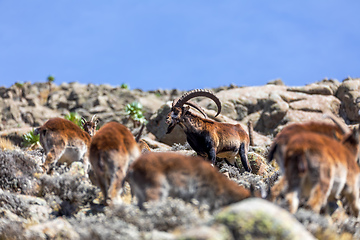 Image showing rare Walia ibex in Simien Mountains Ethiopia