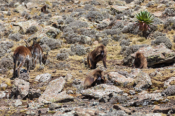 Image showing endemic Gelada in Simien mountain, Ethiopia