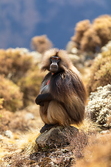 Image showing endemic monkey Gelada in Simien mountain, Ethiopia