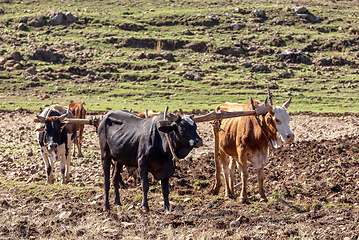 Image showing Ethiopian farmers plows fields with cows