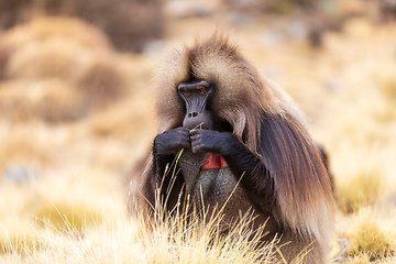 Image showing endemic monkey Gelada in Simien mountain, Ethiopia